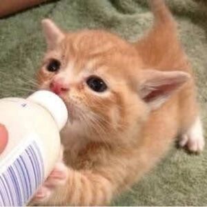 Cute Dog Figurines with Green and Blue Eyes